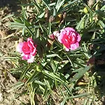 3 Etoiles Avec Jardin Et Parking Proche Libourne Emilion Et Bordeaux Le Ptit Coin De Soleil 1 A 6 Personnes *