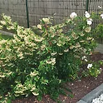 3 Etoiles Jardin Clos Parking Proche Emilion Feriehus Saint-Ciers-d'Abzac