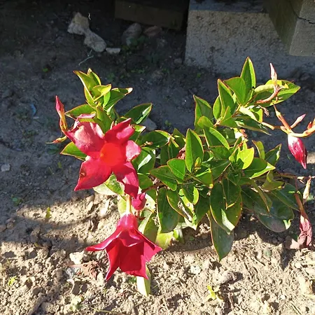 Ferienhaus 3 Etoiles Jardin Clos Parking Proche Emilion Saint-Ciers-d'Abzac