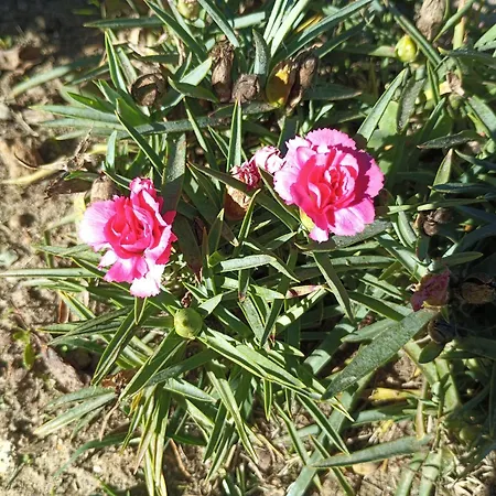 3 Etoiles Avec Jardin Et Parking Proche Libourne Emilion Et Bordeaux Le Ptit Coin De Soleil 1 A 6 Personnes *