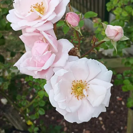 3 Etoiles Avec Jardin Et Parking Proche Libourne Emilion Et Bordeaux Le Ptit Coin De Soleil 1 A 6 Personnes Semesterbostad