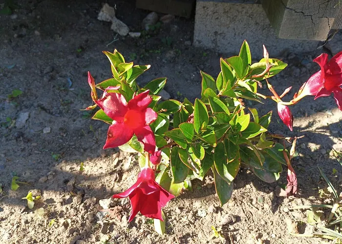 Holiday home 3 Etoiles Avec Jardin Et Parking Proche Libourne Emilion Et Bordeaux Le Ptit Coin De Soleil 1 A 6 Personnes Saint-Ciers-d'Abzac