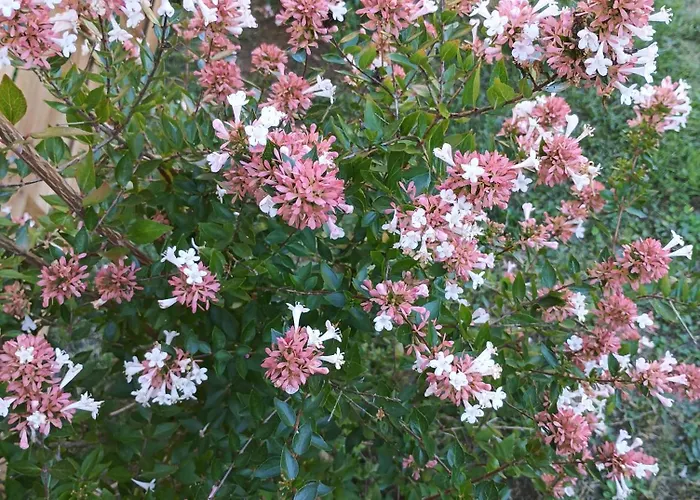 Feriehus 3 Etoiles Avec Jardin Et Parking Proche Libourne Emilion Et Bordeaux Le Ptit Coin De Soleil 1 A 6 Personnes *