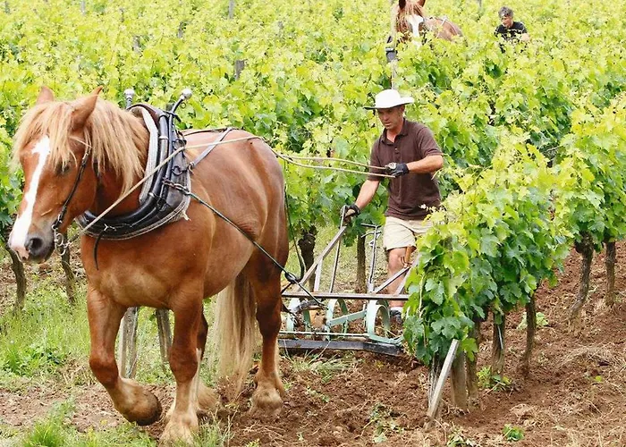 3 Etoiles Avec Jardin Et Parking Proche Libourne Emilion Et Bordeaux Le Ptit Coin De Soleil 1 A 6 Personnes * Saint-Ciers-d'Abzac