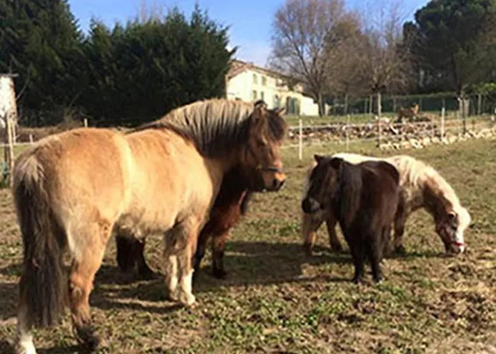3 Etoiles Avec Jardin Et Parking Proche Libourne Emilion Et Bordeaux Le Ptit Coin De Soleil 1 A 6 Personnes Holiday home *